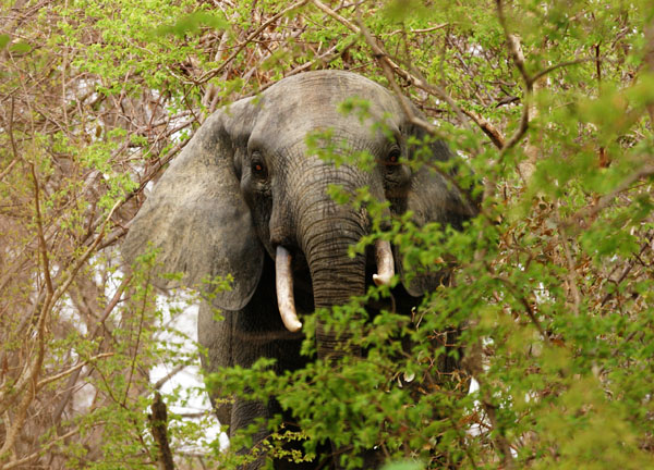 Elephant at Mole National Park
